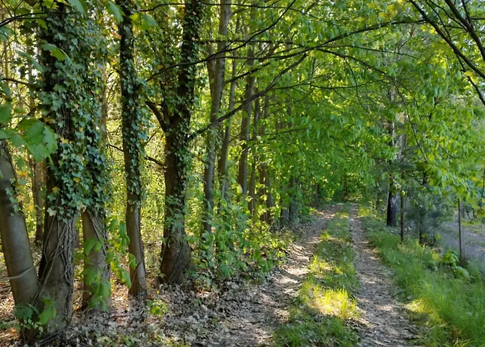 W Lesie * Aleksandrow (Grojec)